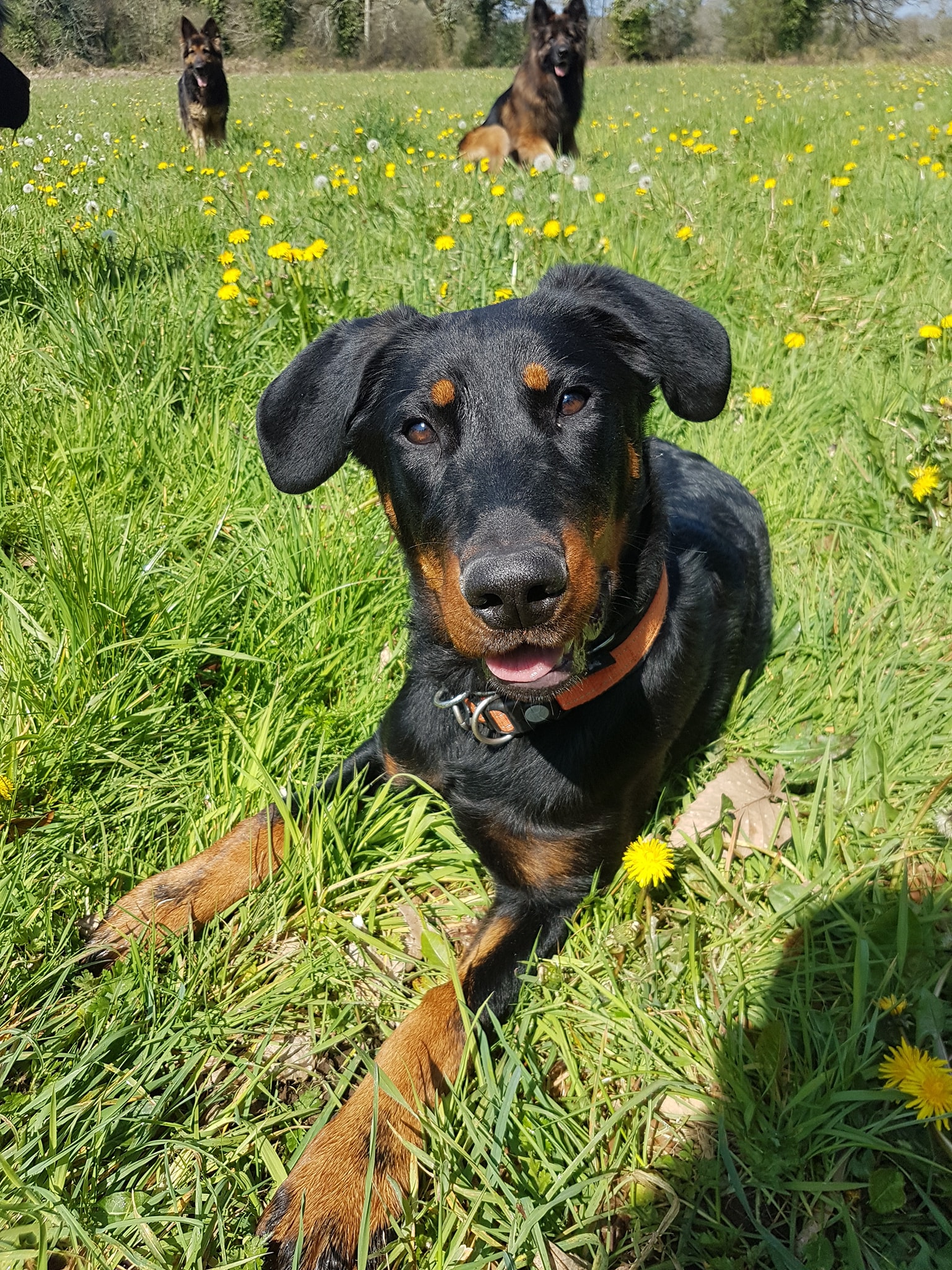 Educateur Canin Educateur Canin